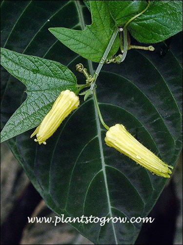 The interesting tubular buds.